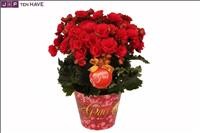BEGONIA ELATIOR GRACE M14