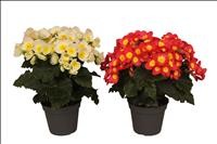 BEGONIA  M14 VALENTINO