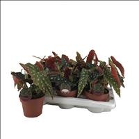 BEGONIA MACULATA M14