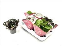 BEGONIA REX  M13  MIX