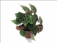 BEGONIA REX  M13  Ferox