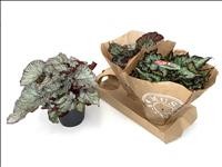 BEGONIA REX  M17  MIX