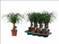 BEAUCARNEA 1tronc  40cm. M14