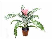 BILLBERGIA PRIMERA M15 Extra