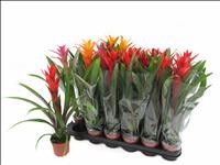 BROMELIA MIX M 9
