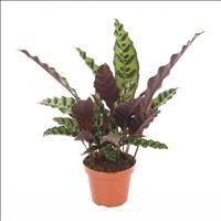 CALATHEA  M12  LANCIFOLIA