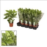 CALATHEA  M12  LEOPARDINA