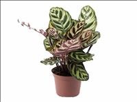 CALATHEA  M12  MAKOYANA H25