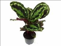 CALATHEA  M12  ROSEOPICTEA MEDAILLON