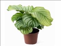 CALATHEA  M12  ORBIFOLIA
