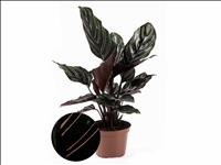 CALATHEA  M12  SANDERIANA ORNATA