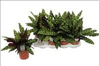 CALATHEA  M14 LANCIFOLIA