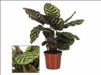 CALATHEA  M14  MAKOYANA