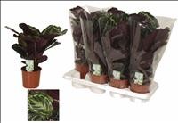 CALATHEA  M14 MEDALLION