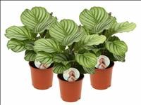 CALATHEA  M14 ORBIFOLIA