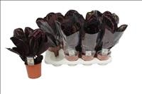 CALATHEA  M14 SUPRISESTAR