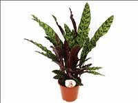 CALATHEA  M19  LANCIFOLIA
