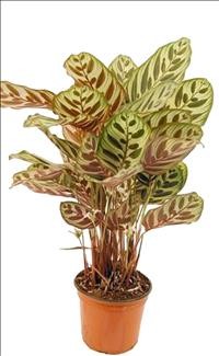 CALATHEA  M19  MAKOYANA