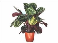 CALATHEA  M19  MEDAILLON
