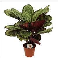 CALATHEA  M19  MYSTY