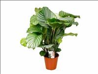 CALATHEA  M19  ORBIFOLIA