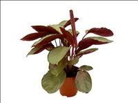 CALATHEA  M19  SILVERSTAR