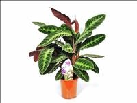 CALATHEA  M19  WARSCEWICZII