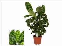 CALATHEA  M19  ZEBRINA