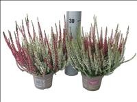 CALLUNA  M12 BICOLOR