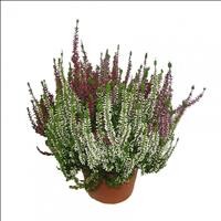 CALLUNA  M12 TRICOLOR