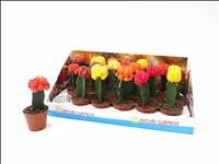 CACTUS   M 9 JAPAN MIX (preu unitat)