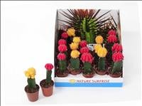 CACTUS   M 5.5 JAPAN MIX  (preu unitat)