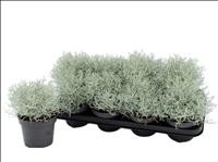 CALOCEPHALUS BROWNII  M12