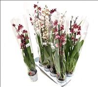 CAMBRIA  M12- 70cm. MIX 2 vares