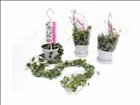 CEROPEGIA WOODII   M11 PENJAR