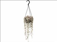 CEROPEGIA WOODII  M14 Variegata PENJAR