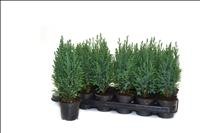 CHAMAECYPARIS ELWOODII  M 9
