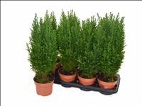 CHAMAECYPARIS ELWOODII  M13