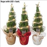 CHAMAECIPARIS ELWODI  M 9 YUTE AMB LLUM