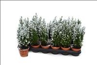 CHAMAECYPARIS ELWOODII M 9 nevat