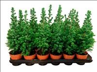 CHAMAECYPARIS TOP POINT M 9