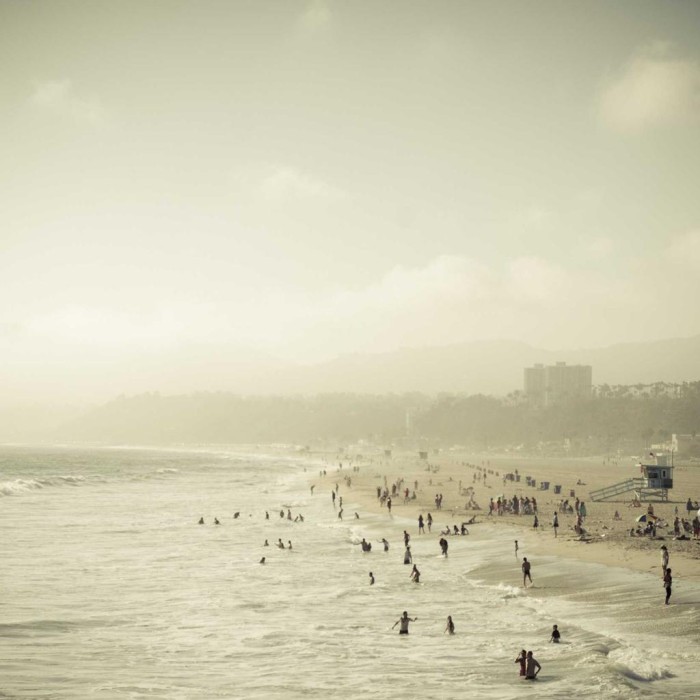 CHRYSANTHEMUM PALUDOSUM M13...