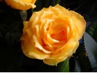 Rosal mini