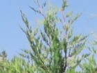 Cupressocyparis x Leylandii