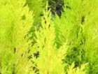 Cupressus Wilma/Goldcrest