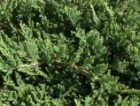 Juniperus