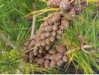 Pinus