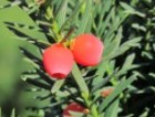 Taxus