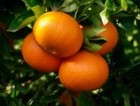 Cítricos
