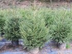 Picea abies 'Excelsa'